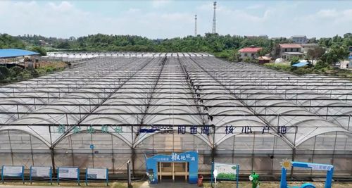 一代天椒出湘記 辣味傳奇的網絡時代新生